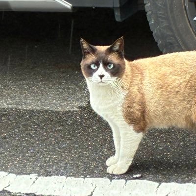 pokach_0's profile picture. @8vx_o @mayusy00 @koresawa_519🫶