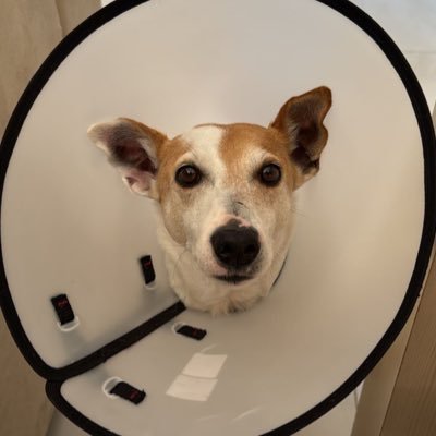 daaninava's profile picture. bom dia faces