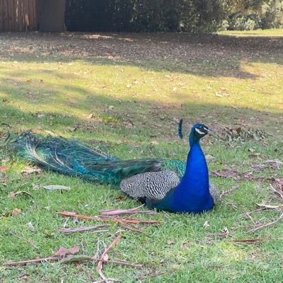 Davidqu3a's profile picture. 