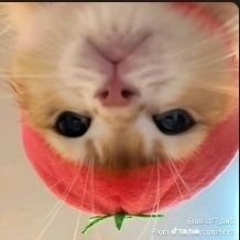 aceorsai's profile picture. #teamjoella