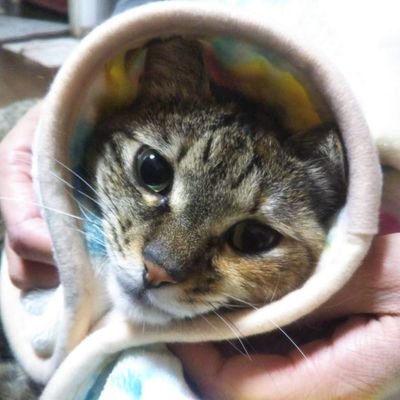 maruhonoana's profile picture. もふもふ動画を保管しております。
転載にあたっては指針を遵守。
削除要請などはDMまでお願いします。