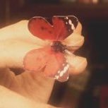 aanemone26's profile picture. 