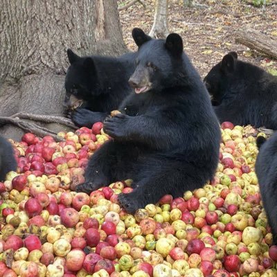 aliengoooo's profile picture. 