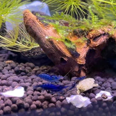 auauaurururu's profile picture. 食べるの🍣ゲーム🎮エビ🦐ポケモン🩵ちいかわのハチワレ大好き🫶懸賞アカウントです✨無言フォロー失礼します！フォローも大歓迎です！フォロバ100%ᕦ(ò_óˇ)ᕤ