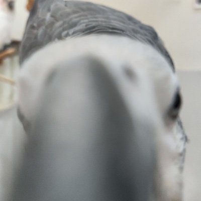 SnorreRuchさんのプロフィール画像