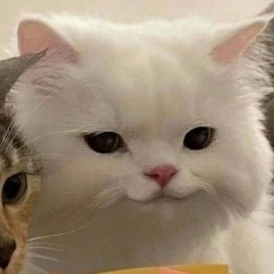 cylrbb's profile picture. ทาสรักเหมียว
