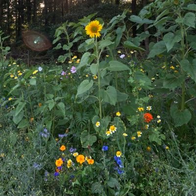 pezenelhielo's profile picture. 