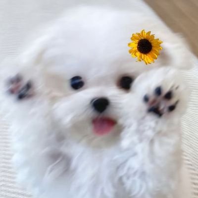 yechanilover's profile picture. 세계 최강 말티즈ᰔᩚ