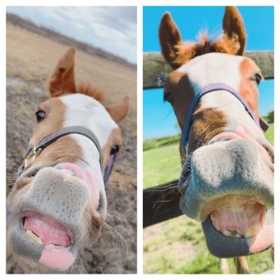 Yoneta_bokujo's profile picture. 北海道新ひだか町三石にある㈲米田牧場です🐴 生産馬・レース情報・近況などマイペースに発信していきます！ よろしくお願いします🏇💨 画像・文章の無断転載はご遠慮ください🌿