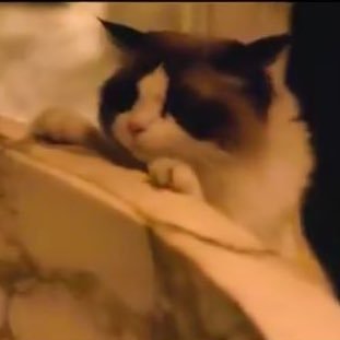 ludgxo's profile picture. too soft for all of it