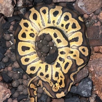 JulianJulizm's profile picture. 