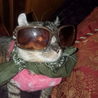 @all_fur_matters