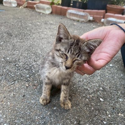 haguruma_0528's profile picture. 25↑ ♂です valo(peak アセ1) Apex MHWilds 猫飼いたい