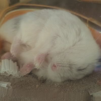 nozokann's profile picture. 川崎界隈でワンピースカード探してます。最近は対面練習が出来ていません。リモートでもいいので誘ってください。