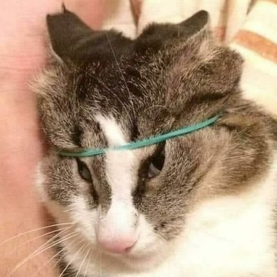 dambi345's profile picture. 내 계정을 돌려달라 납흔넘드라.. .. 비비입니다 제발 맞팔 받아주세요ㅜㅜ