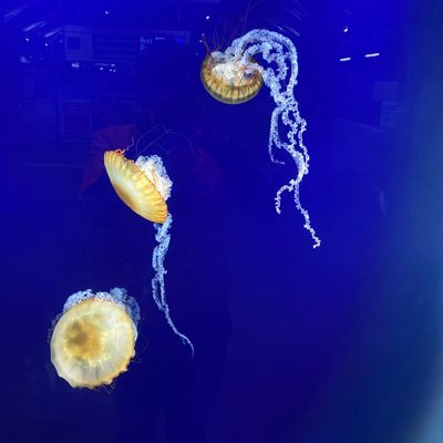 namunamu_uuuu's profile picture. 休学中