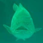 paleopunn Profile