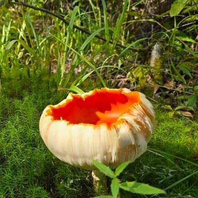 W54schWim's profile picture. 