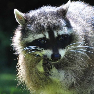 humboot's profile picture. 