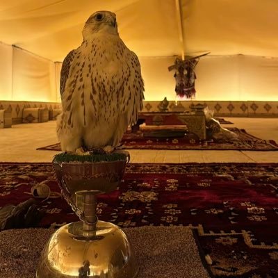 t_q364's profile picture. 🤷🏽