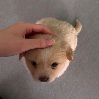i1ovezu's profile picture. @ahhhhiiiiooo @30onii 의 3번째 계정으로서 말한다. 한번만 더 내 계정을 정지시켰다가는 일론머스크의 번식도 정지시킬테야.