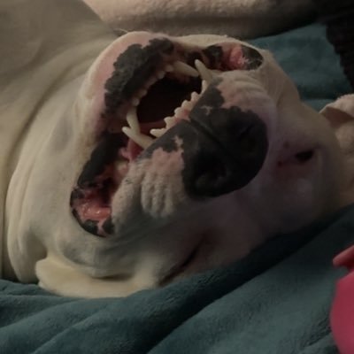 TaliahLea's profile picture. 