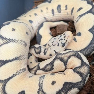 maron_meron_22's profile picture. 24 |  AFT🦎 Ball Python🐍@fatty_m4rron