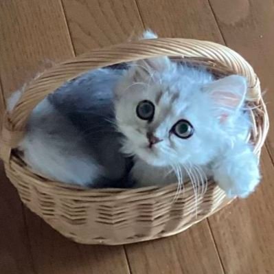 あーにゃん (@anyanz717) / Posts / X