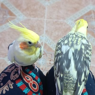 Pluviophiiiile_'s profile picture. Who reads this anyways?