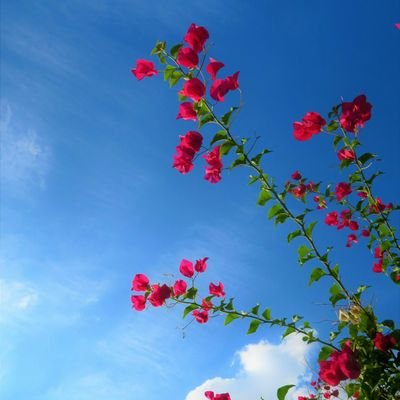 Sreeyu12's profile picture. ഞാനൊരു മനോഹരമായ നുണയല്ല...                          
ശല്യപ്പെടുത്തുന്ന സത്യമാണ്...