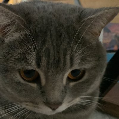 NinjaShaolin03's profile picture. 