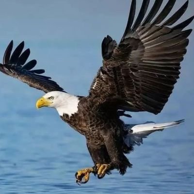 animalsworld52's profile picture. Animals are true friends to humanity  loyal, loving, and full of life! 🐾 Follow me for more positivity and connection with nature!
