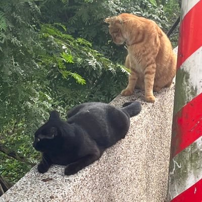 ieka_mew's profile picture. 鹼性生物 我不想介紹 只要知道我講中文就好