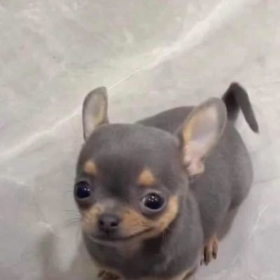 Nnib02's profile picture. 