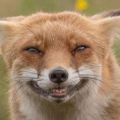 KiFé 🍄🦊さんのプロフィール画像