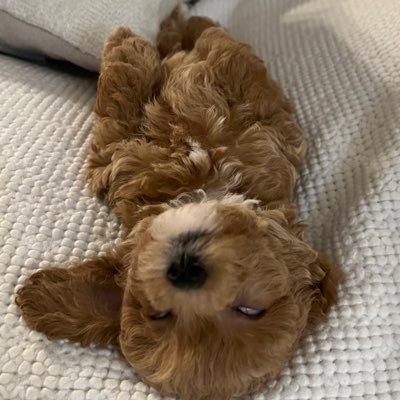 pporram0917's profile picture. anonymous