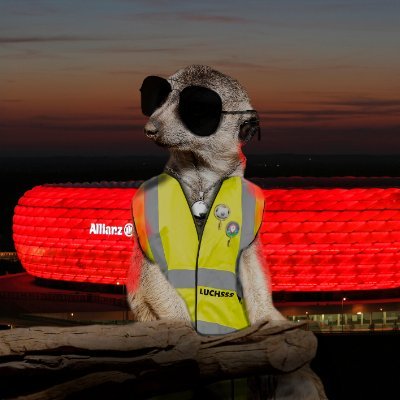 DasMaennchen's profile picture. || 23 y/o || 🔴⚪️ || GeoGuessr 🔻