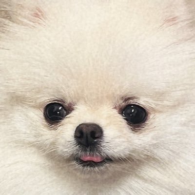 tiisaiwataame's profile picture. ポメラニアン女の子🎂2024.11.7