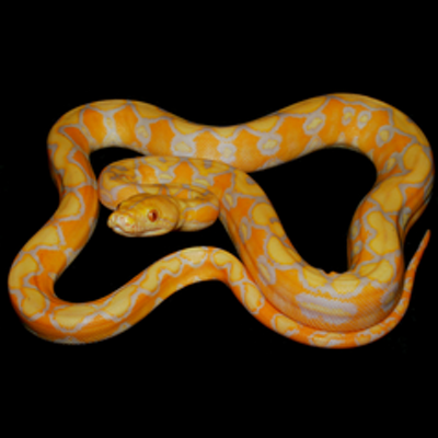 SandtonPython's profile image