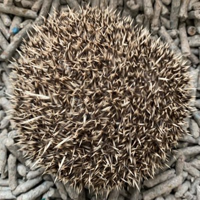 ZmeldFeX0T39549's profile picture. 無所属