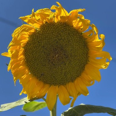 avare_esinti's profile picture. biz de denedik biz de yenildik