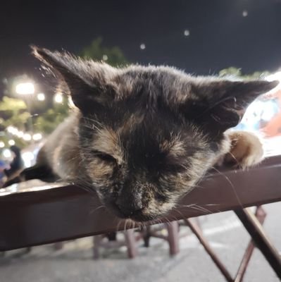 SxriYfZzWA28615's profile picture. 高専ロボコン25s