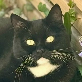 ElBramst's profile picture. 