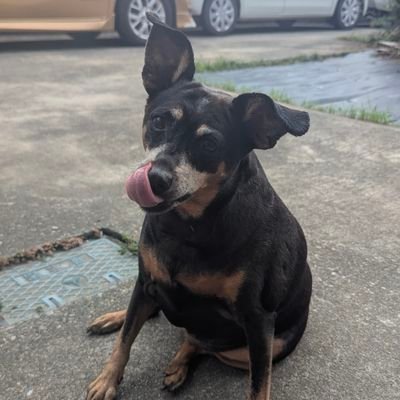 shiba_scirocco's profile picture. BE5→GVF→scirocco  R　  AP Racing   DREXLER LSD  Racing Line  キャンプ　
車を磨く仕事をしています