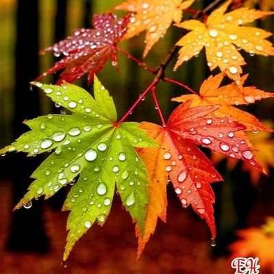 work45746's profile picture. اللہ اکبر