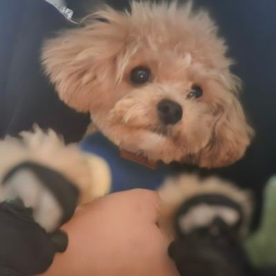 gimhalang856600's profile picture. 