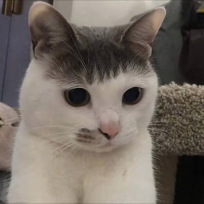 ban_bo23271's profile picture. 