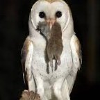 Sniper_Birdy's profile picture. 