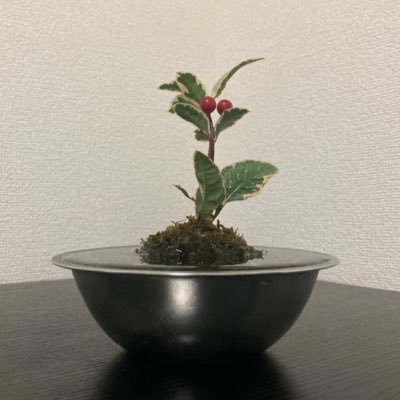 LOVE195178's profile picture. 成人済み