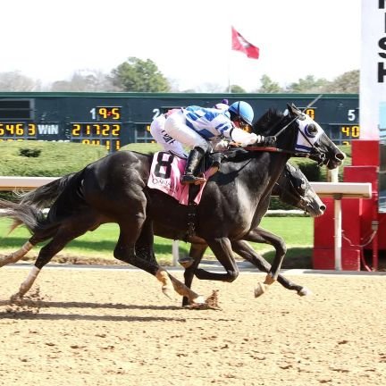 akposton23's profile picture. Horses | Cats | Band | I don't use this platform often, but find me on TikTok or Facebook!